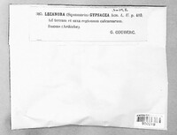 Image of Squamarina gypsacea